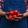 Senior man, farmer worker holding harvest of organic tomato