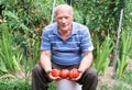 Senior man with freshly picked tomatoes Royalty Free Stock Photo