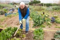 Senior man gardener with mattock working with lettuce