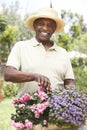 Senior Man Gardening Royalty Free Stock Photo