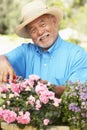 Senior Man Gardening Royalty Free Stock Photo