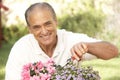 Senior Man Gardening Royalty Free Stock Photo