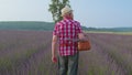 Senior man grandfather farmer gathering lavender flowers on basket on herb garden, farm eco business Royalty Free Stock Photo