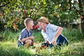 A senior man with grandson having fun when picking apples in orchard in autumn.