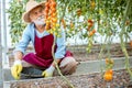 Senior man growing tomatoes in the hothouse