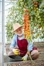 Senior man growing tomatoes in the hothouse