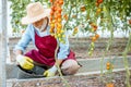 Senior man growing tomatoes in the hothouse