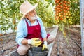 Senior man growing tomatoes in the hothouse