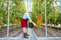 Senior man growing tomatoes in the hothouse