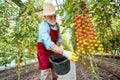 Senior man growing tomatoes in the hothouse