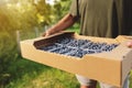 Senior man hands holding box with fresh cultivated blueberry