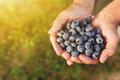 Senior man hands holding heap of fresh cultivated blueberry