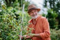 Senior man harvesting cherry tomatoes in his garden.