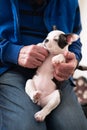 Senior man holding a female Boston Terrier puppy on his lap. her tummy in facing the camera Royalty Free Stock Photo