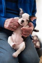 Senior man holding a female Boston Terrier puppy on his lap. She is looking at the camera Royalty Free Stock Photo