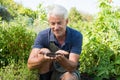 Senior man holding soil Royalty Free Stock Photo