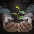 Senior man holding young green plant in hands Royalty Free Stock Photo