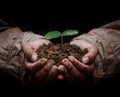 Senior man holding young spring plant in hands. Ecology concept