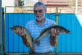 Senior man holds caught fish in his hand - Esox lucius and Stizostedion Lucioperca Zander Royalty Free Stock Photo