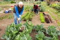 Senior man horticulturist with mattock working with cabbage