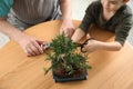 Senior man with grandson taking care of Japanese bonsai plant indoors, closeup. Creating zen atmosphere at home