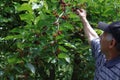 Senior man at the mulberry tree