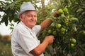 Senior man picking apples Royalty Free Stock Photo