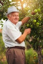 Senior man picking apples in his orchard Royalty Free Stock Photo