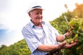 Senior man picking blackberries Royalty Free Stock Photo