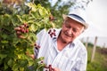 Senior man picking blackberries Royalty Free Stock Photo