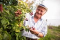 Senior man picking blackberries Royalty Free Stock Photo