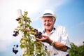 Senior man picking blackberries Royalty Free Stock Photo