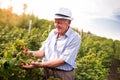 Senior man picking blackberries Royalty Free Stock Photo
