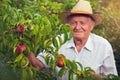 Senior man picking peaches Royalty Free Stock Photo