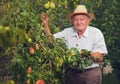 Senior man picking pears