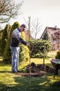 Senior man planting fruit tree in garden Royalty Free Stock Photo