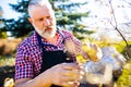 Senior man planting a plants in garden outdoors spring season ready Royalty Free Stock Photo