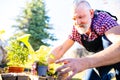 Senior man planting a plants in garden outdoors spring season ready Royalty Free Stock Photo