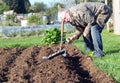 Senior man planting potatoes in the garden. Royalty Free Stock Photo