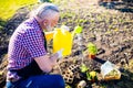 Senior man planting watering a plants in garden outdoors spring season ready Royalty Free Stock Photo