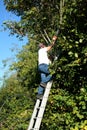 Don`t try this at home! Man pruning a tree.