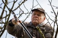 Senior man pruning apple tree Royalty Free Stock Photo