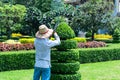 Senior man pruning tree in orchard. Gardening at spring. Royalty Free Stock Photo