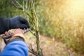 Senior man pruning a wine grape vineyard