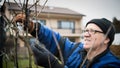 Senior man pruning a wine grape vineyard