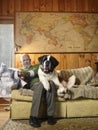 Senior Man Sharing Sofa With Large St Bernard Dog