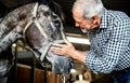 A senior man standing close to a horse in a stable, holding it. Royalty Free Stock Photo