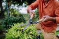 Senior man trimming bushes in his garden. Royalty Free Stock Photo