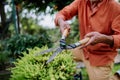 Senior man trimming bushes in his garden.