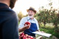 A senior man with son picking apples in orchard in autumn. Royalty Free Stock Photo